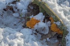 Kleverige koraalzwam