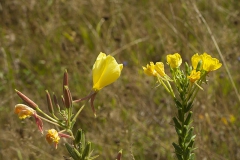 Grote en kleine teunisbloem