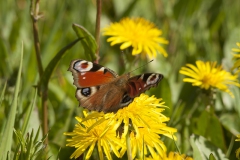 Dagpauwoog Dagpauwoog