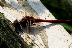 Steenrode heidelibel