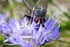 Sluipvlieg (onbekend)