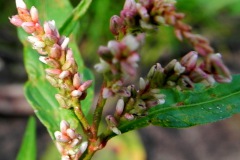 Beklierde duizendknoop