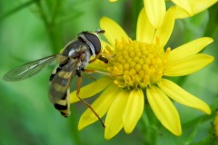 Terrasjeskommazweefvlieg