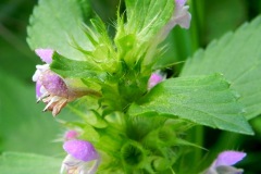 Gespleten Hennepnetel