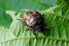 Zuidelijke schildwants