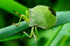 Groene schildwants