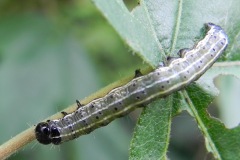 Rups kleine voorjaarsuil