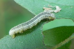 Kleine wintervlinder