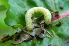 Variabele voorjaarsuil