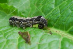 Dubbelstip voorjaarsuil