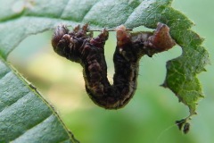 Gewone spikkelspanner