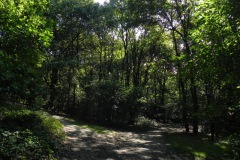 Fietspad bij Nieuwkuijks Bosje