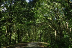 Fietspad bij Nieuwkuijks Bosje