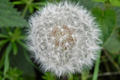 Paardenbloem pluizenbol