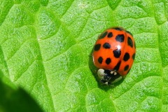 Veelstippig Aziatische Lieveheersbeestje