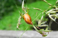 Gewone barnsteenslak