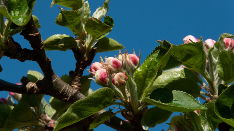 Lentebloesem appel