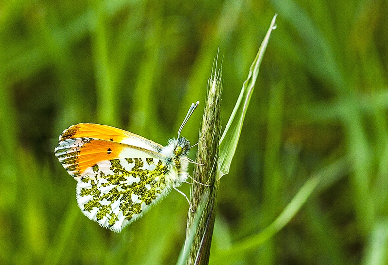 Oranjetip man
