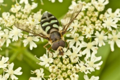 Groene Didae (zweefvliegsoort) Groene Didae (zweefvliegsoort)