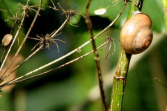 Zwartgerande tuinslak