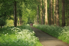 Kooilaan met fluitekruid