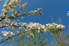 Lentebloesem Zoete Kers Lentebloesem Zoete Kers