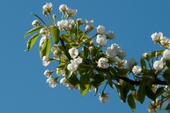 Lentebloesem Zoete Kers