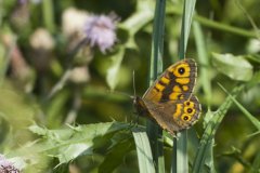 Argusvlinder Argusvlinder