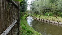 Vangpijp Eendenkooi Ter Kwak