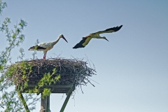 Ooievaars in Eendenkooi Pax