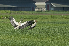 Ooievaars in het weiland