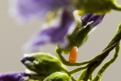 Oranjetip-eitje Oranjetip-eitje