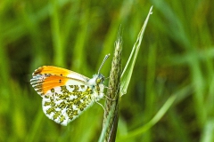 Oranjetip man Oranjetip man