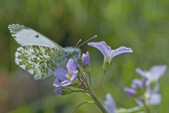 Oranjetip-vrouw Oranjetip-vrouw