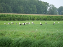 Ooievaars aan de Hooibroeksesteeg