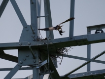 Voer voor jonge boomvalken