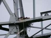 Nest met drie jonge boomvalken