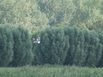 Schermutseling tussen torenvalk en kleine mantelmeeuw