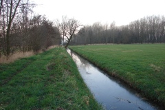 Populieren-domineren-het-landschapsbeeld-in-de-Hooibroeken