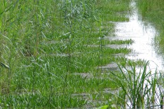 Sloot-met krabbenscheer op aangepast talud