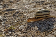 Tuinslakje Tuinslakje