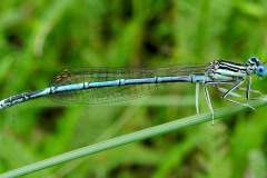 Inventarisatie Libellen