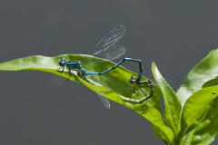 Azuurwaterjuffer Azuurwaterjuffer