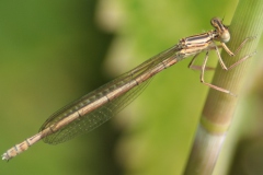 Blauwe breedscheenjuffer Blauwe breedscheenjuffer