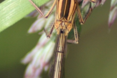 Blauwe breedscheenjuffer Blauwe breedscheenjuffer