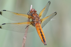 Bruine korenbout Bruine korenbout