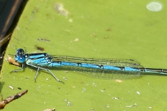 Kanaaljuffer Kanaaljuffer