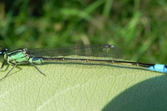 Lantaarntje Lantaarntje