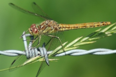 Steenrode heidelibel