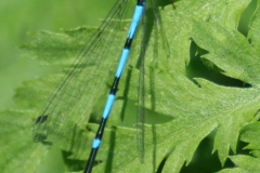 Variabele waterjuffer